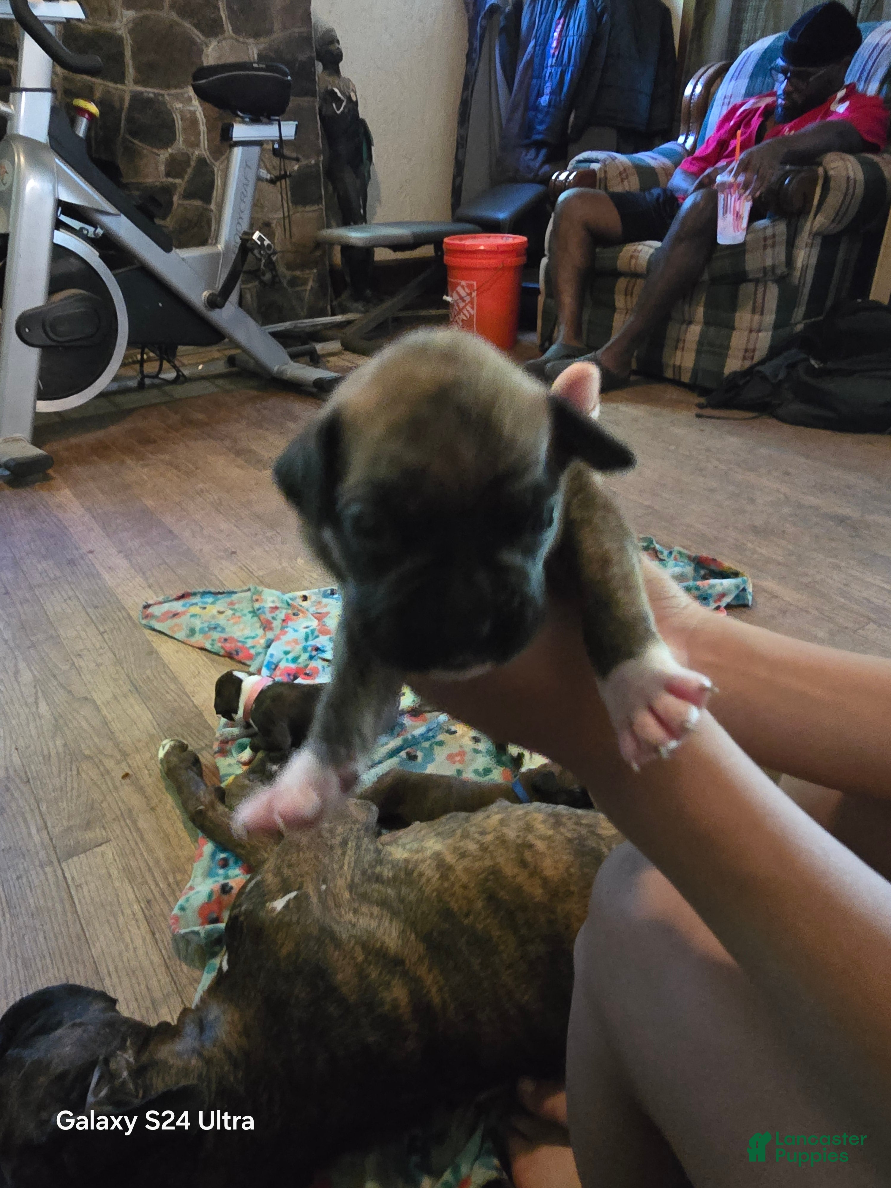 Boxer dogs Boxer Puppy 5 - Ad 1