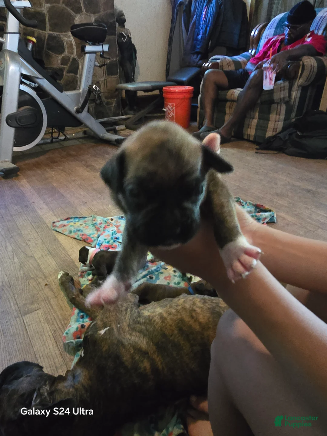 Boxer dogs for sale: Boxer Puppy 5 - Ad 1