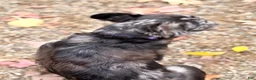 French Bulldog dogs for stud: JULIO - Ad 2