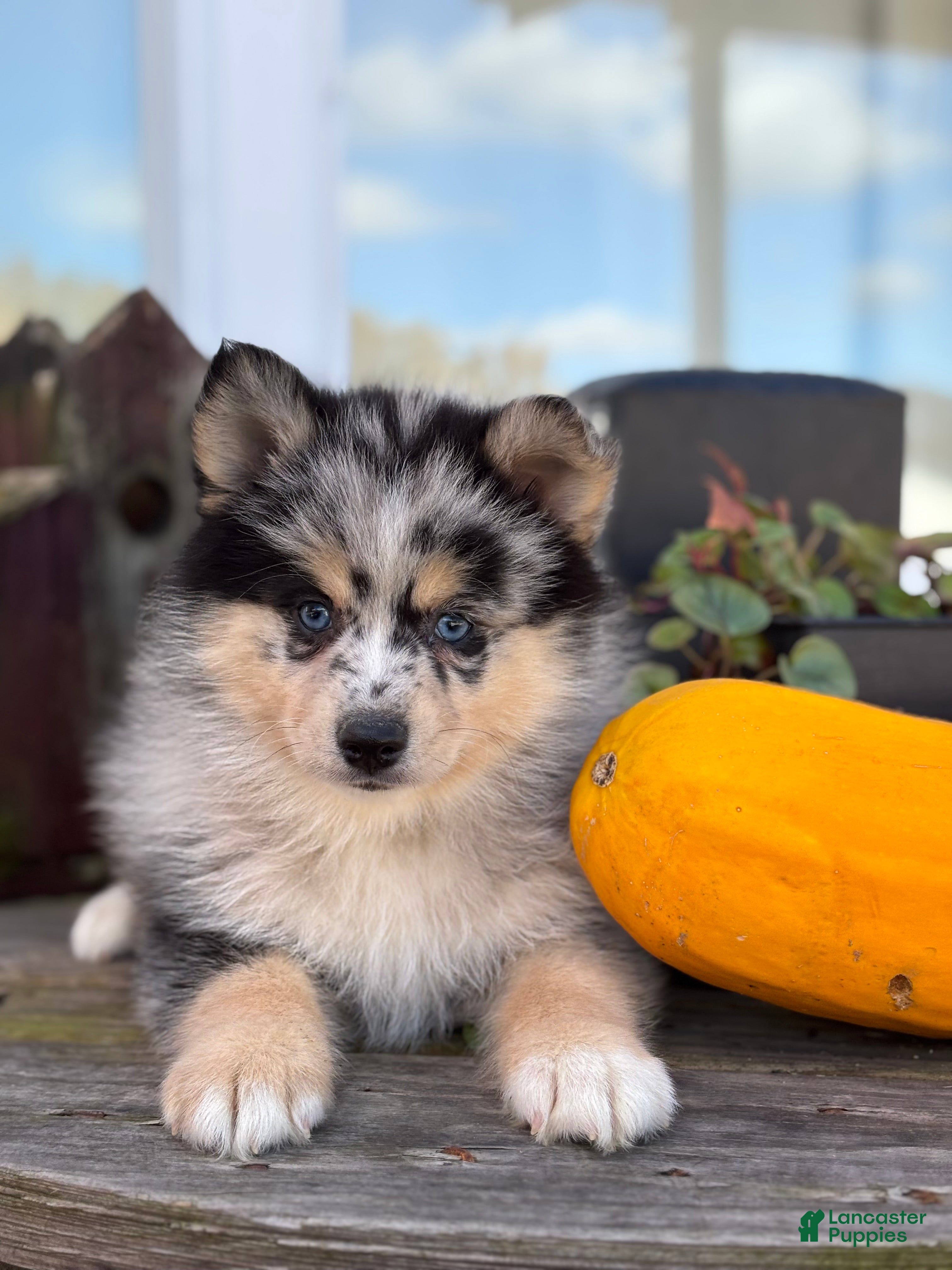 Pomsky dogs Sabrina - Ad 14