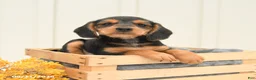 Mixed Breed dogs for sale: Freddie - Ad 3