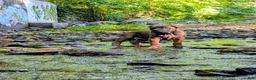 Cane Corso dogs for sale: Andromeda  - Ad 26