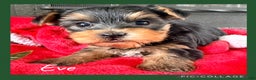 Yorkshire Terrier dogs for sale: Eve - Ad 1
