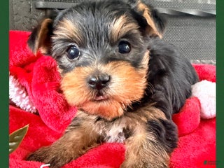 Yorkshire Terrier dogs Eve - Ad 12