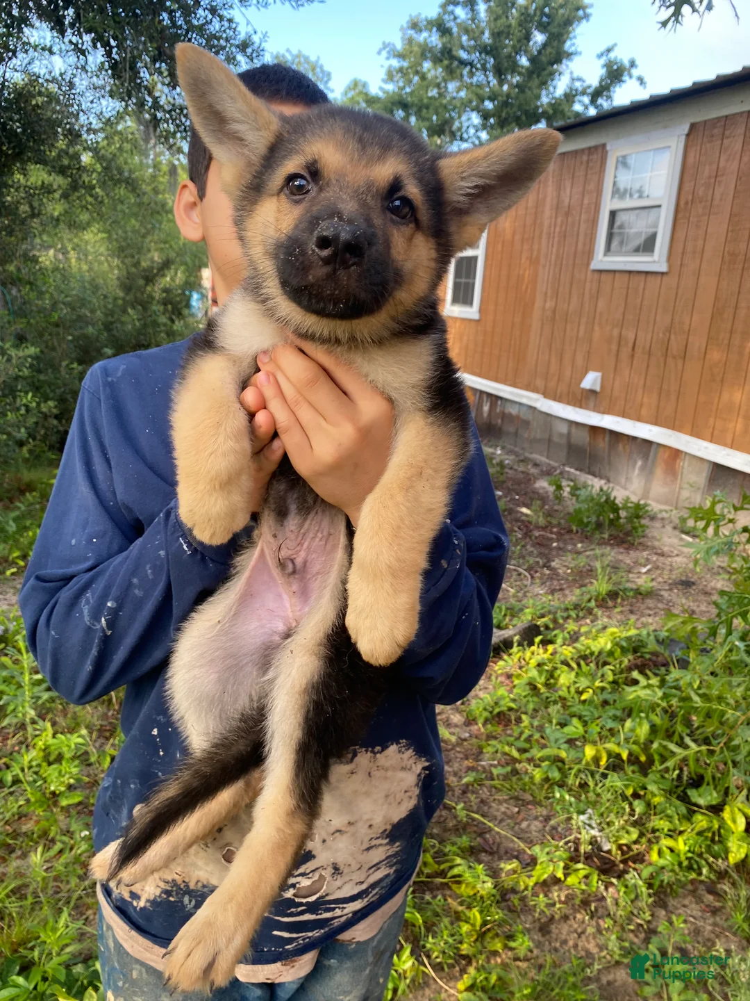 German Shepherd dogs for sale: German Shepherd 1 - Ad 2