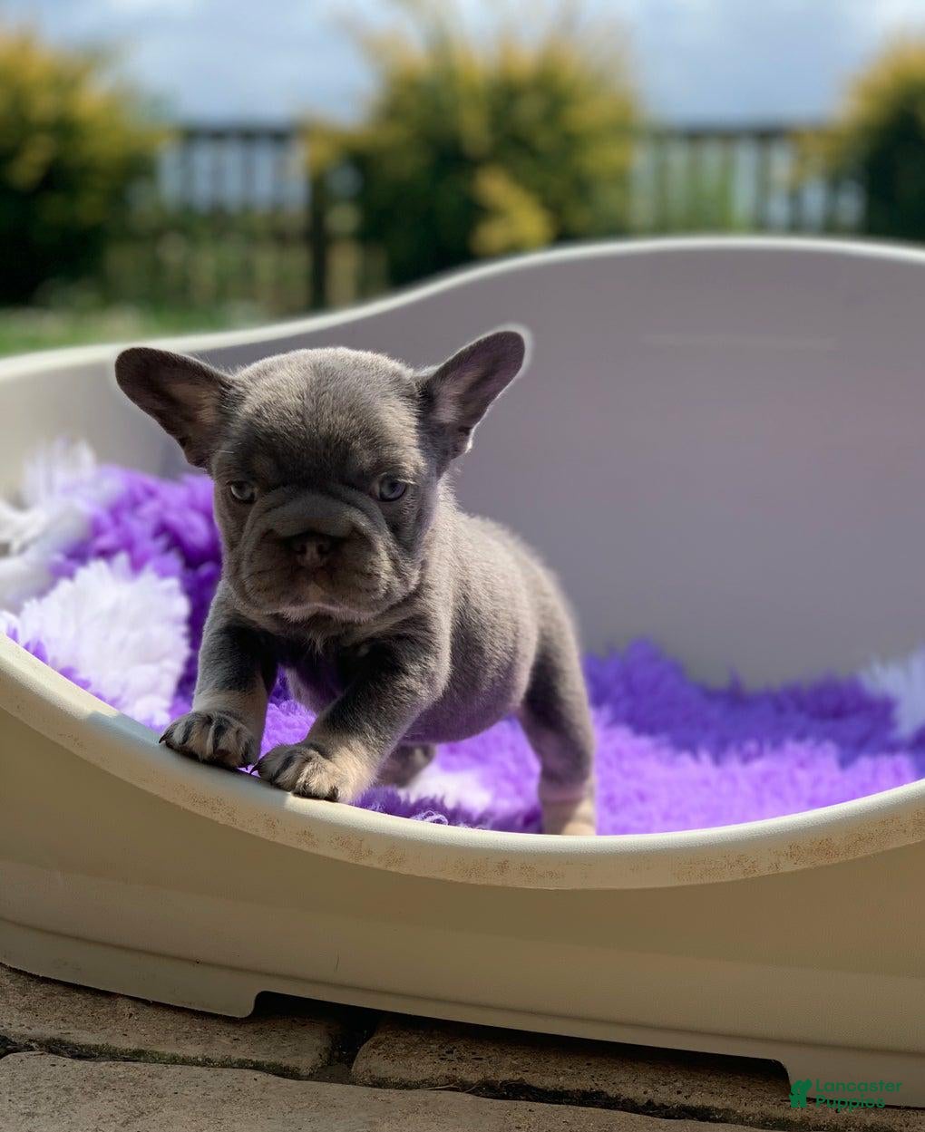 French Bulldog dogs Lucia - Ad 16