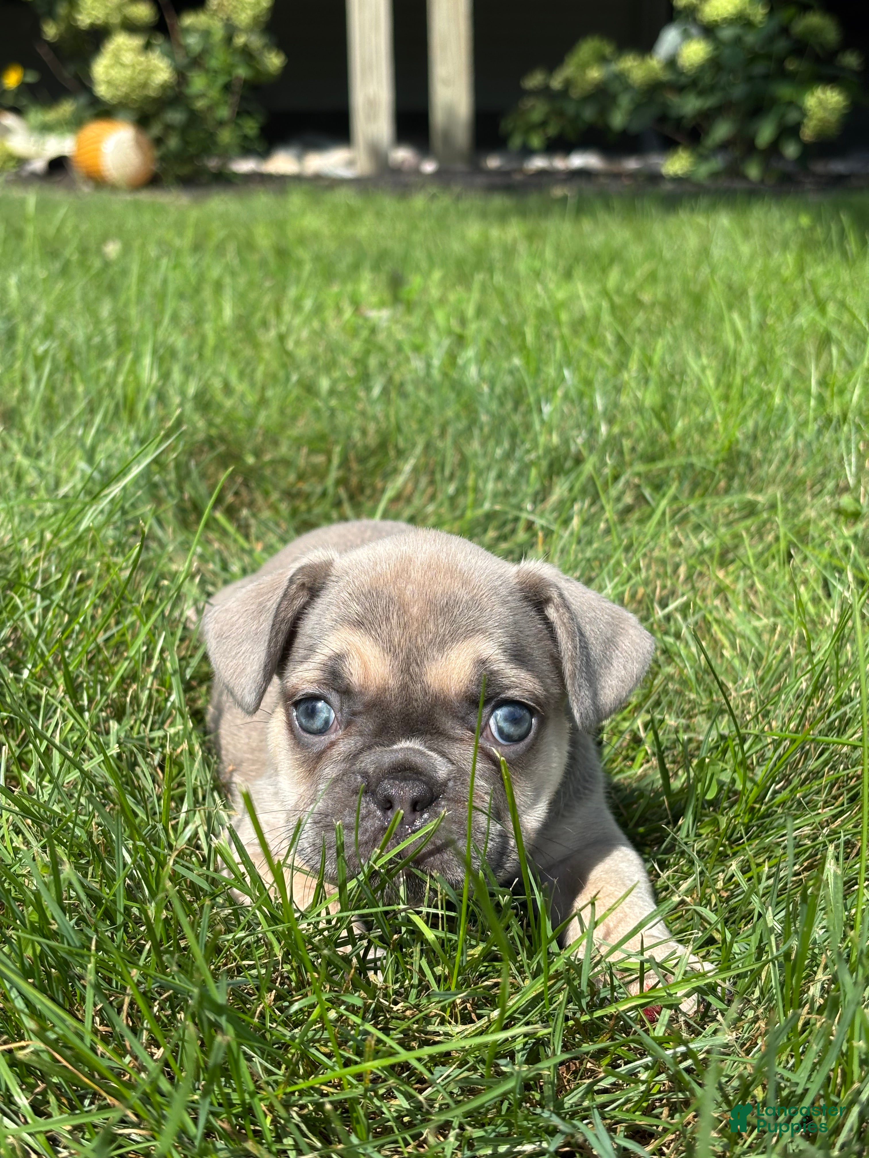 French Bulldog dogs Sky - Ad 2