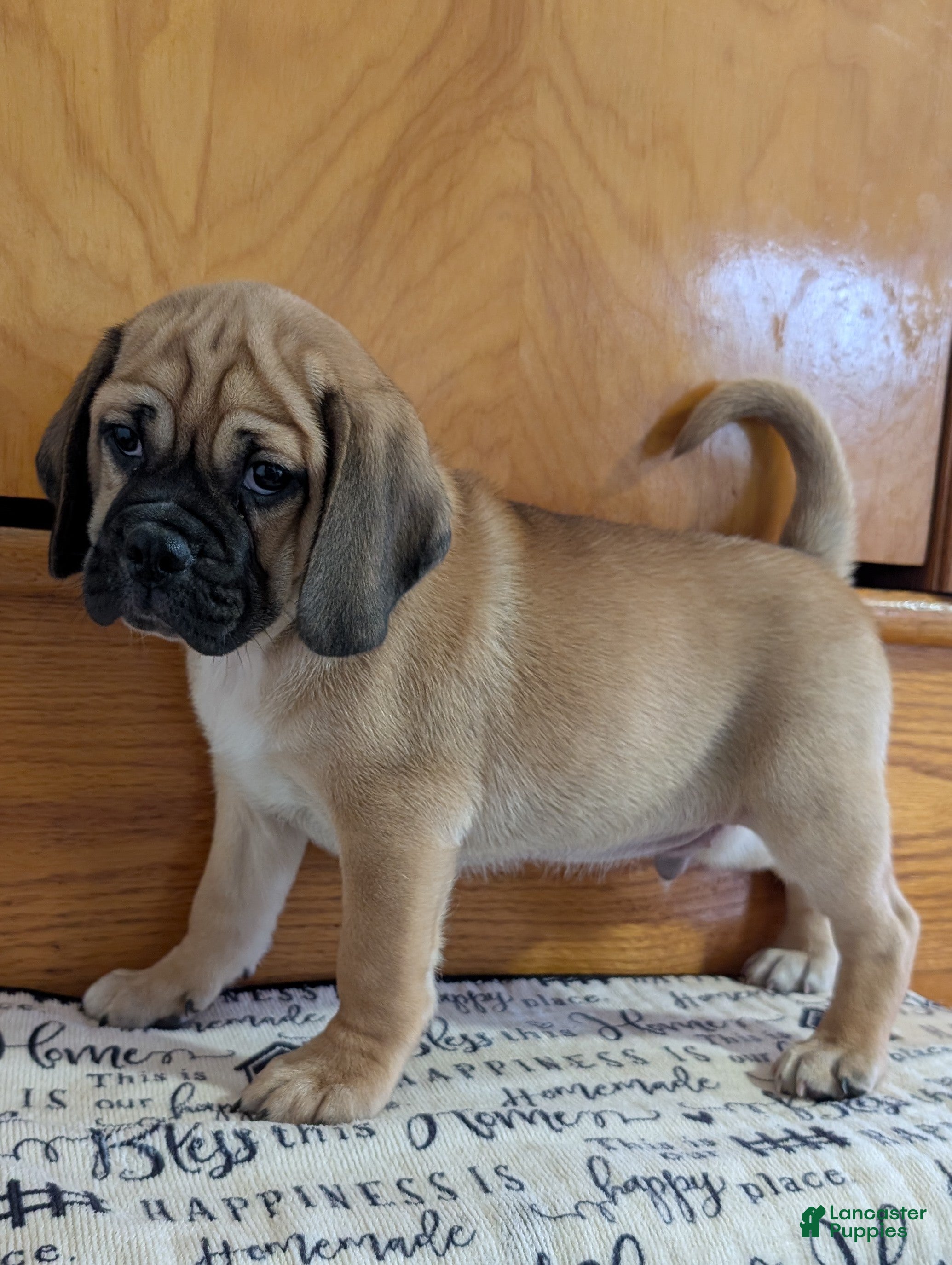 Puggle dogs Chance  - Ad 1