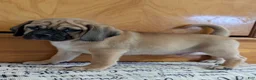 Puggle dogs for sale: Chance  - Ad 3
