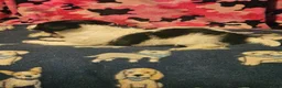 Chihuahua dogs for sale: Price (T-Cup) - Ad 13