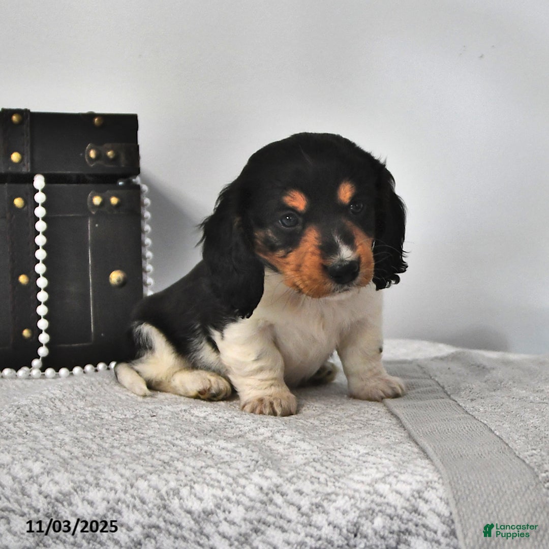 Miniature Dachshund dogs for sale: Gunner - Ad 2