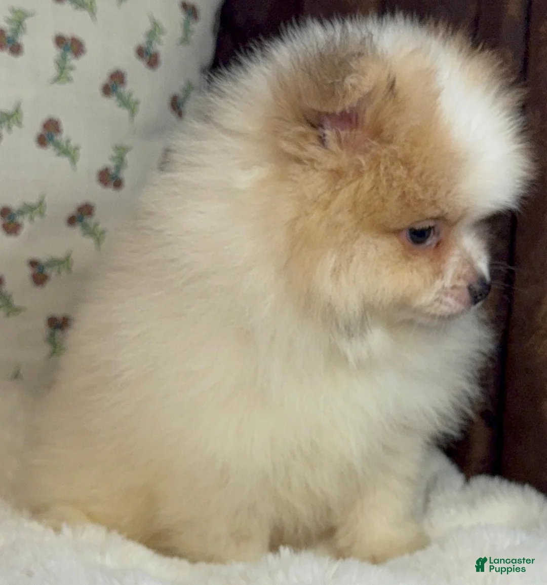 Pomeranian dogs for sale: Pomeranian Puppy Toby  - Ad 2