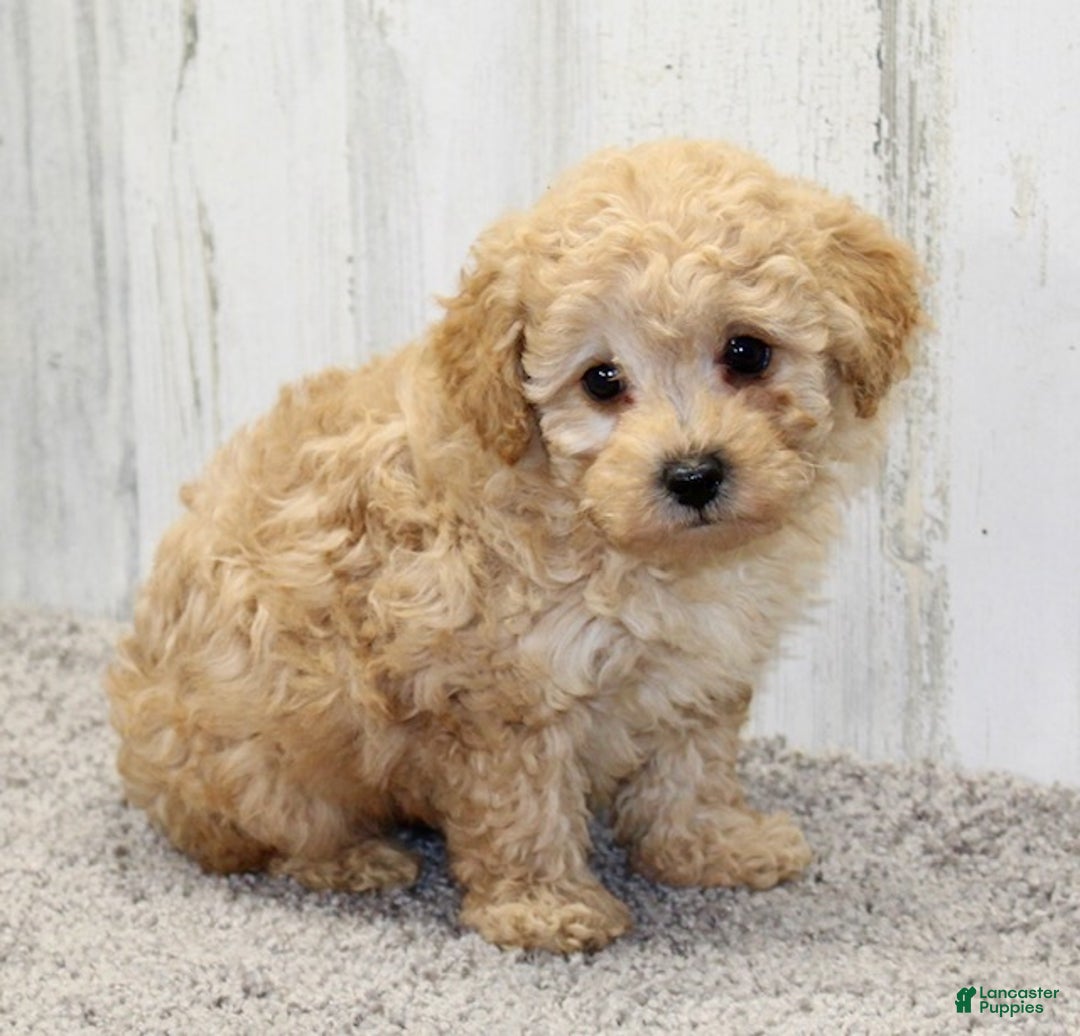 Miniature Poodle dogs for sale: Elsa - Ad 3