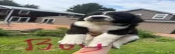 Saint Berdoodles dogs for sale: Saint Berdoodles 1 - Ad 2