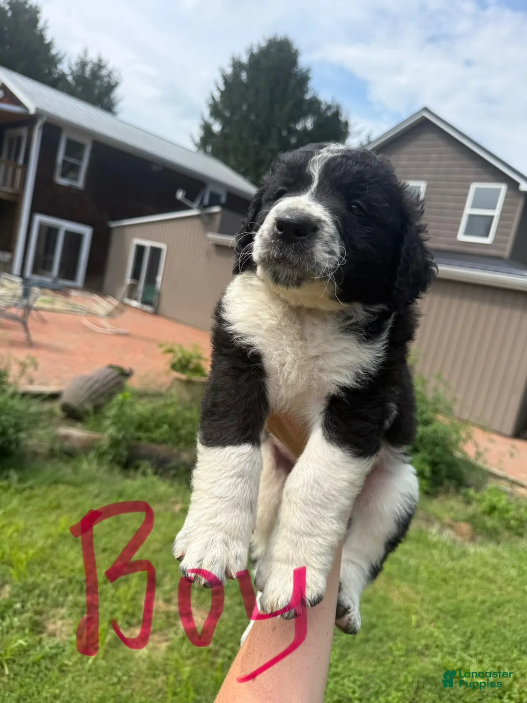 Saint Berdoodles dogs for sale: Saint Berdoodles 1 - Ad 2