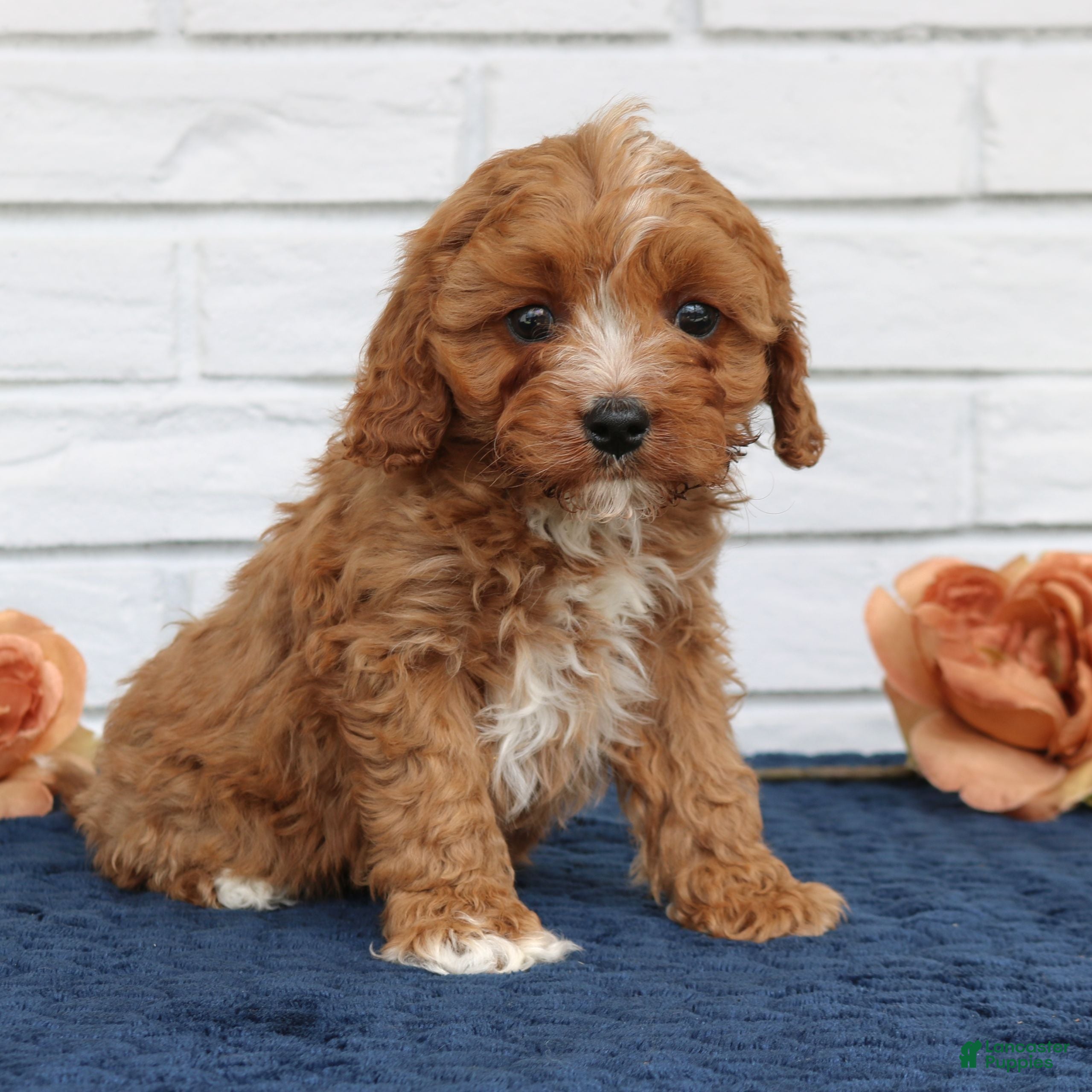 Cavapoo dogs Atlas  - Ad 2