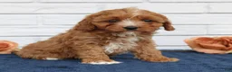Cavapoo dogs for sale: Atlas  - Ad 2