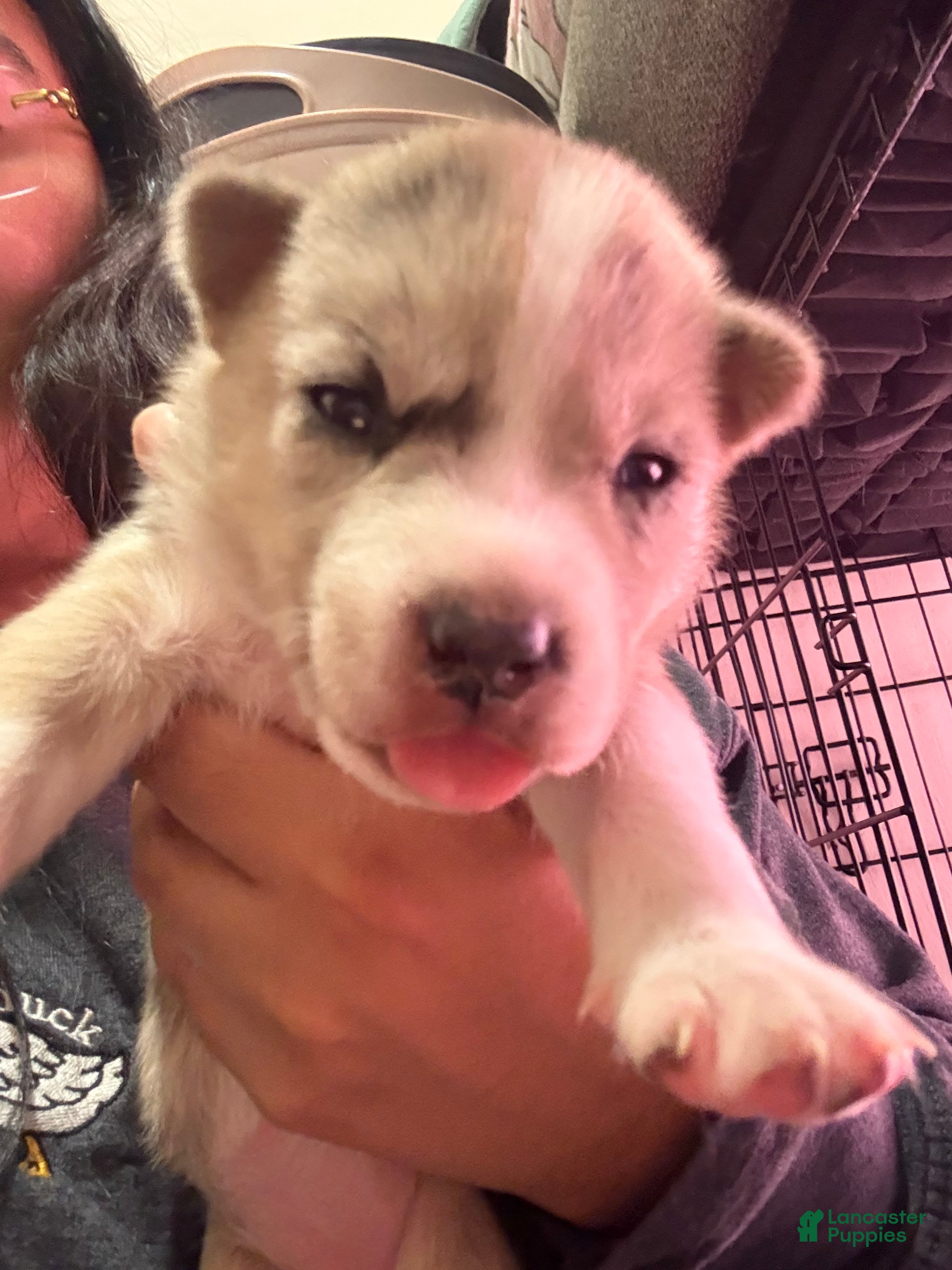 Mixed Breed dogs LILO- light brown Merle - Ad 2