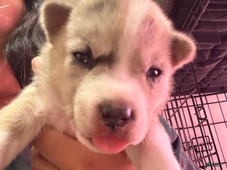 Mixed Breed dogs LILO- light brown Merle - Ad 35