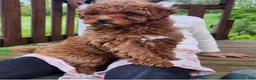 Mixed Breed dogs for sale: Zuma - Ad 4