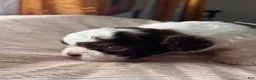Shihpoo dogs for sale: Okoye - Ad 3