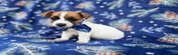 Jack Russell Terrier dogs for sale: Banjo - Ad 5