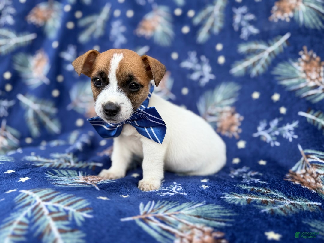 Jack Russell Terrier dogs for sale: Banjo - Ad 5