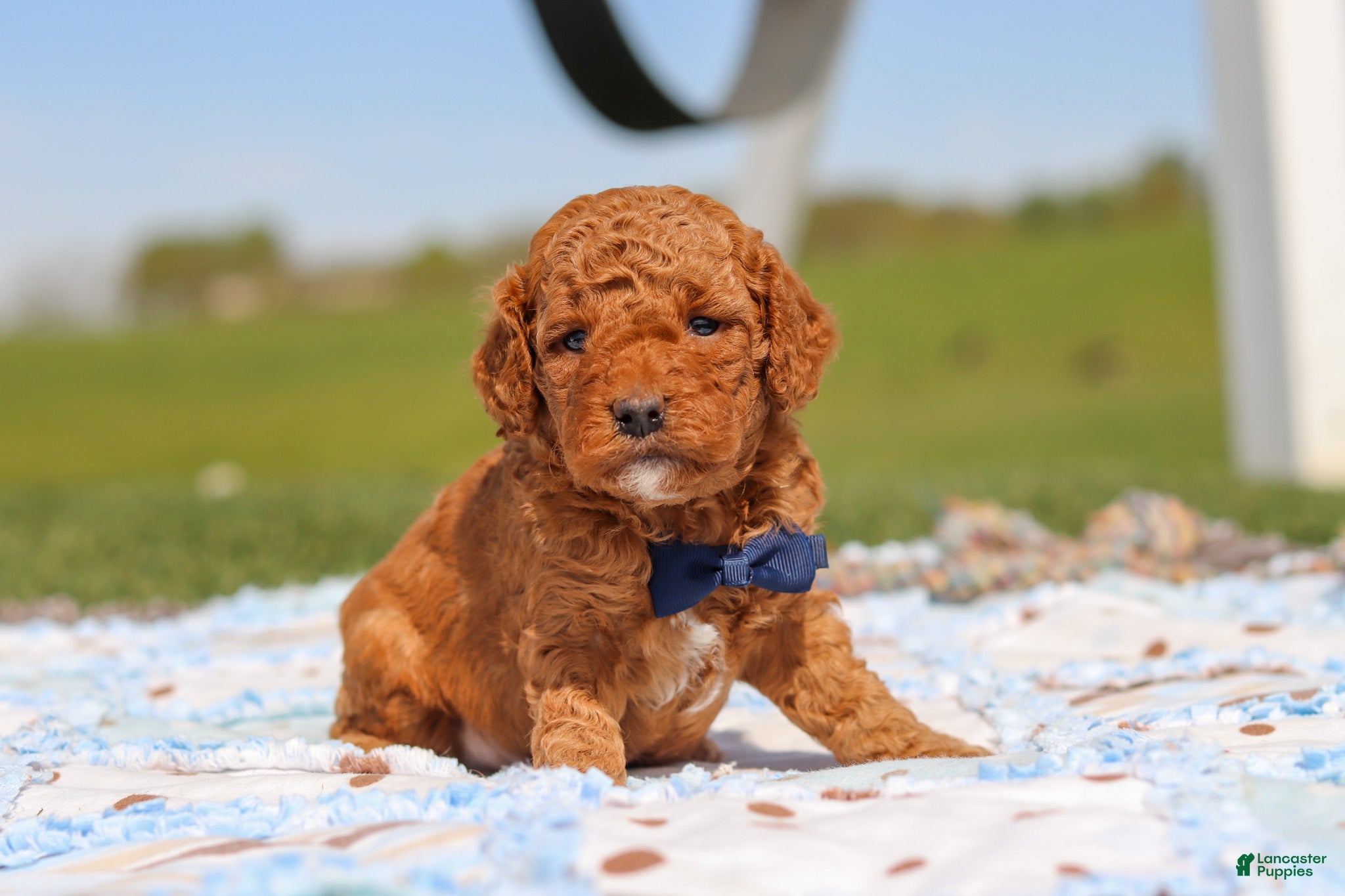 Mini Goldendoodle dogs for sale: Carter - Ad 4
