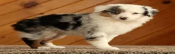 Australian Shepherd dogs for sale: Tina - Ad 1