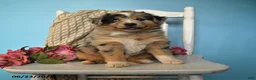 Miniature Australian Shepherd dogs for sale: Popsicle - Ad 1
