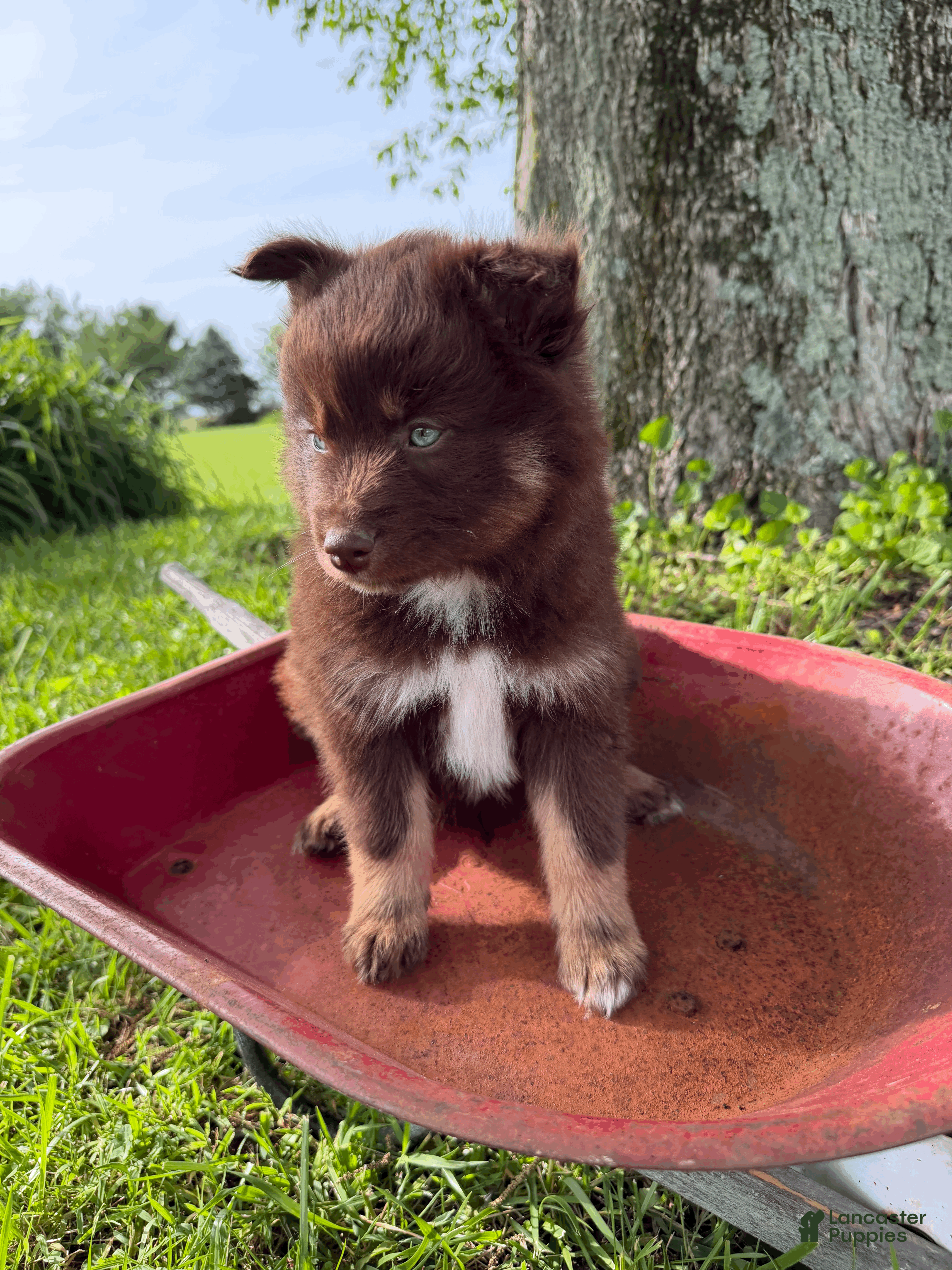 Pomsky dogs Theo - Ad 2