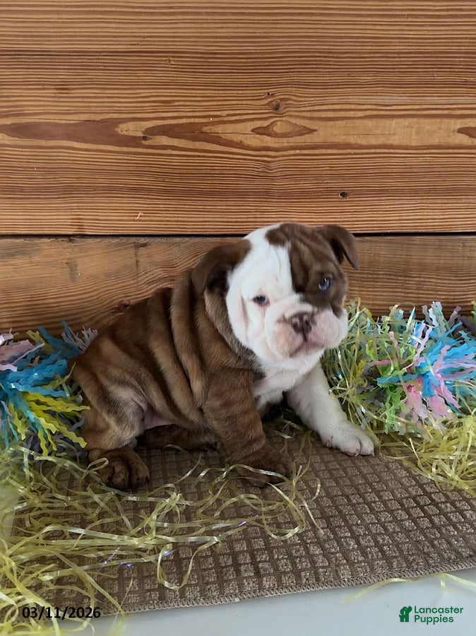 Mixed Breed dogs Jemma - Ad 1