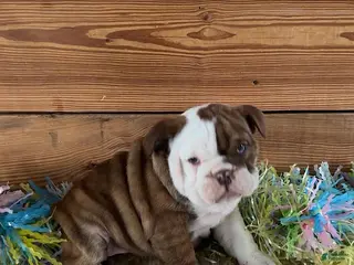 Mixed Breed dogs for sale: Jemma - Ad 3