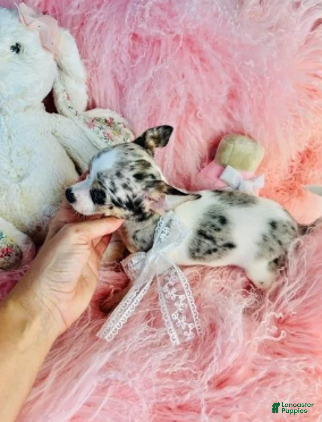 Chihuahua dogs for sale: Chihuahua 1 - Ad 3