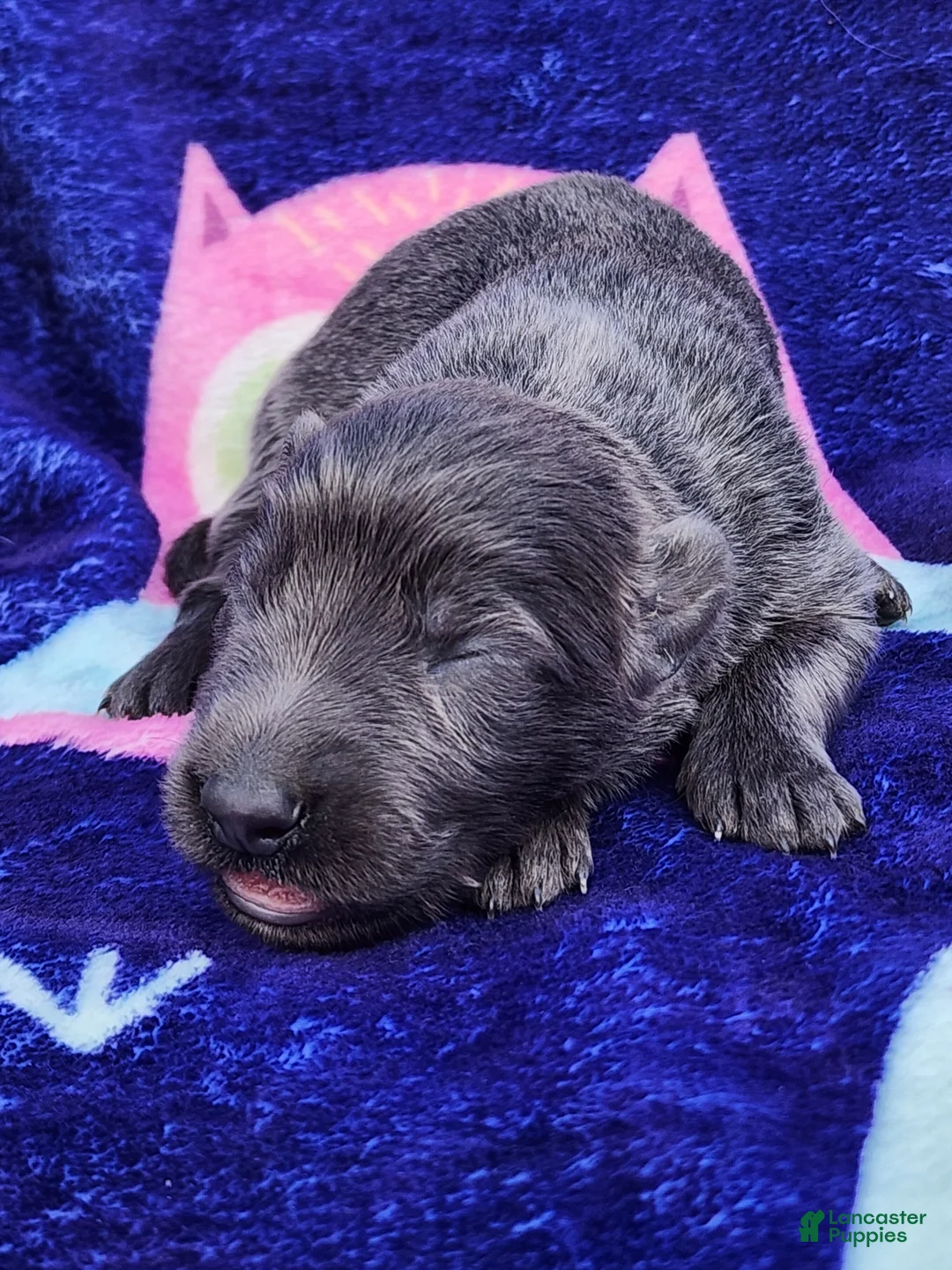 German Shepherd dogs for sale: Sid - Ad 1