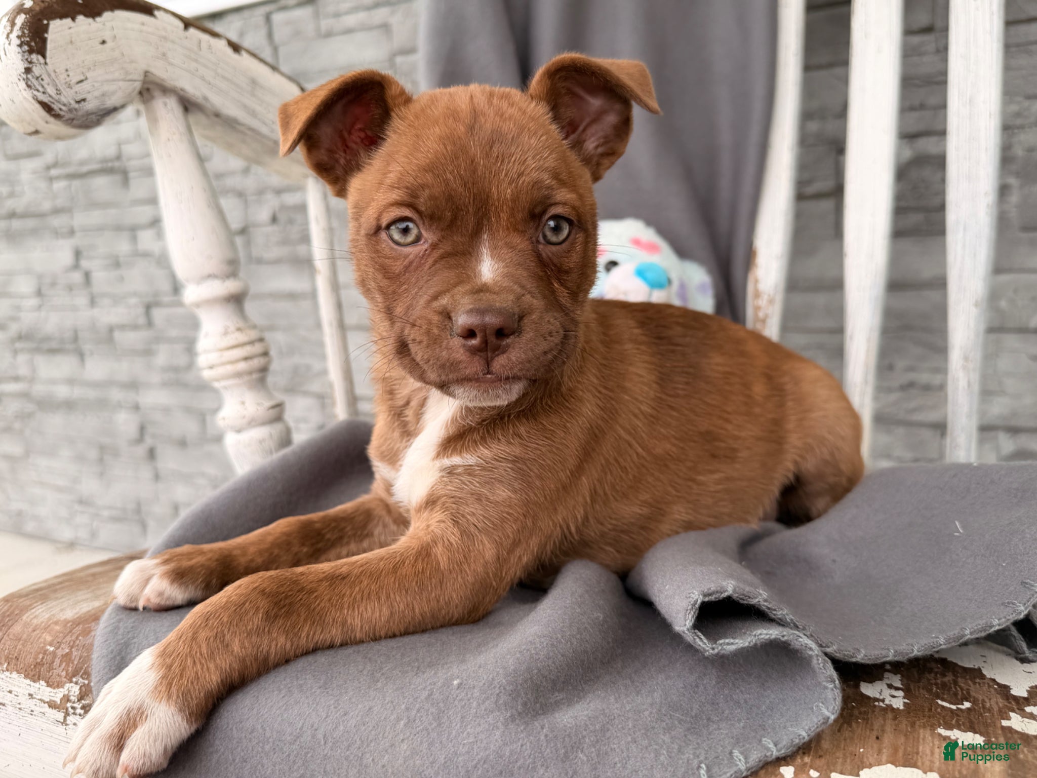 Mixed Breed dogs Charity  - Ad 2