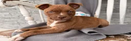 Mixed Breed dogs for sale: Charity  - Ad 2