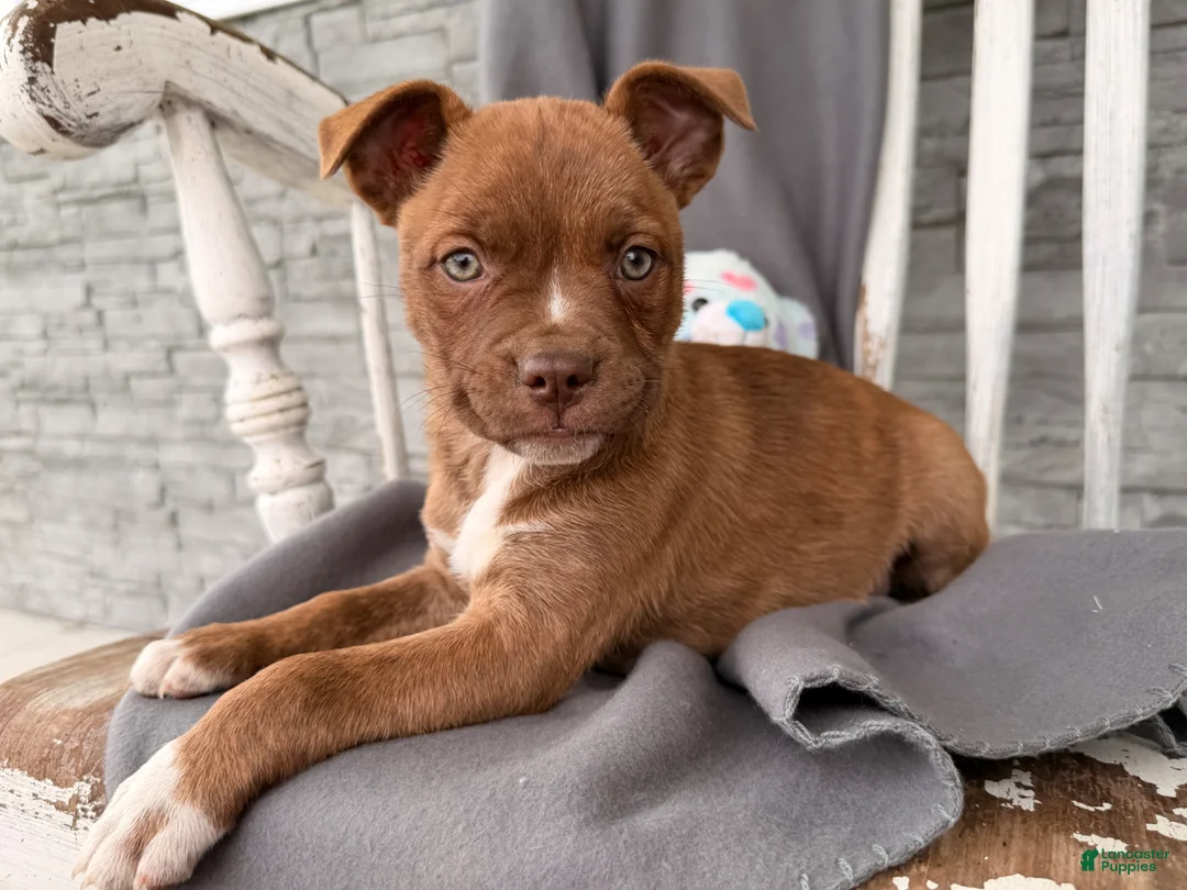 Mixed Breed dogs for sale: Charity  - Ad 2