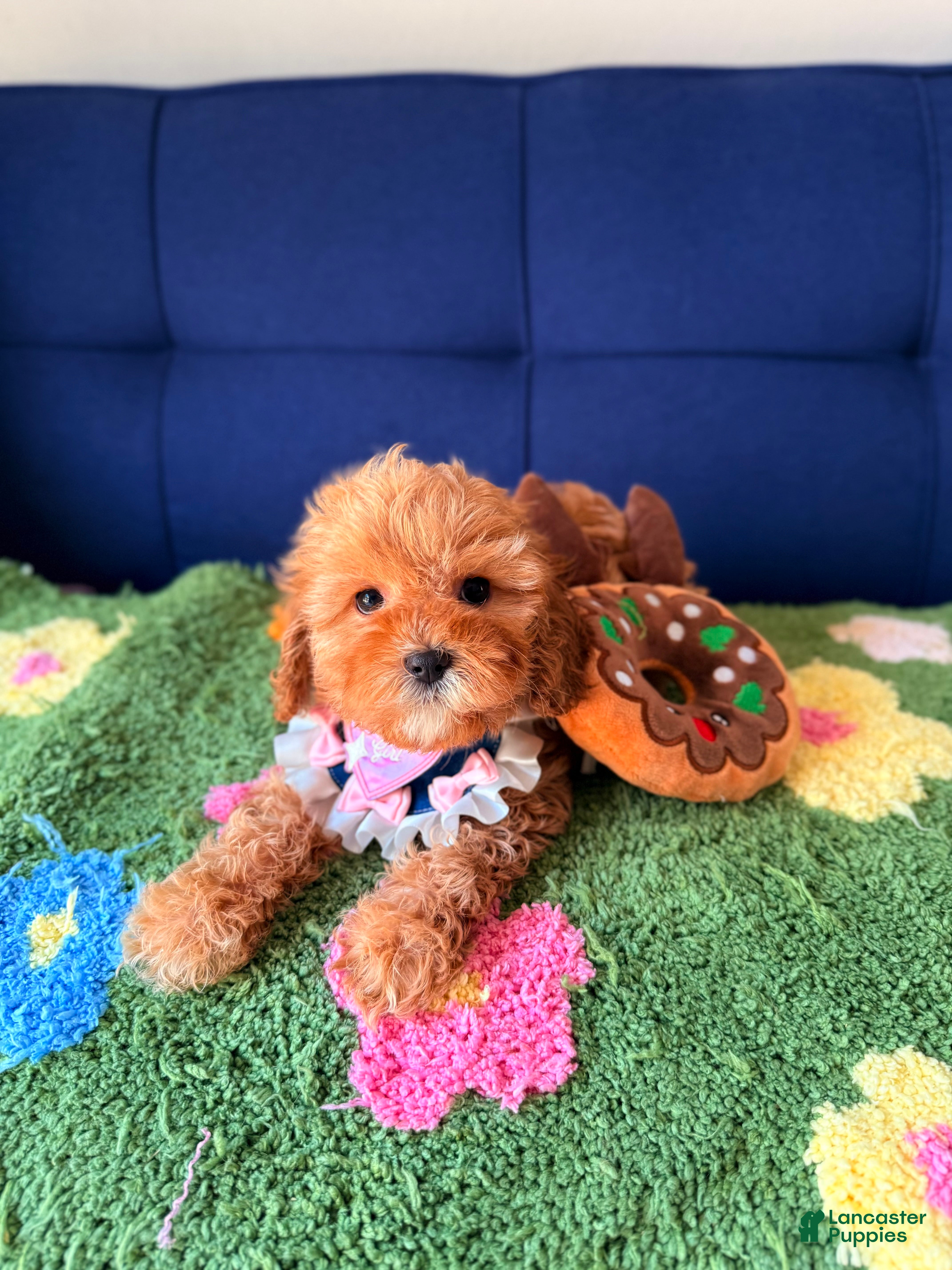 Cavapoo dogs for sale: Lily - Ad 4