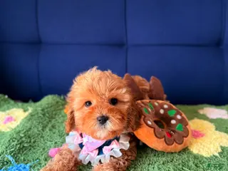 Cavapoo dogs for sale: Lily - Ad 4