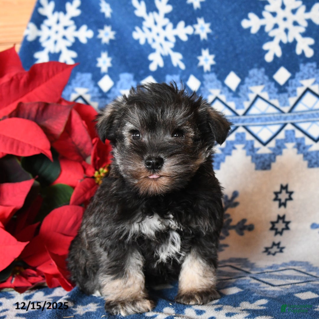 Miniature Schnauzer dogs for sale: Otto - Ad 2