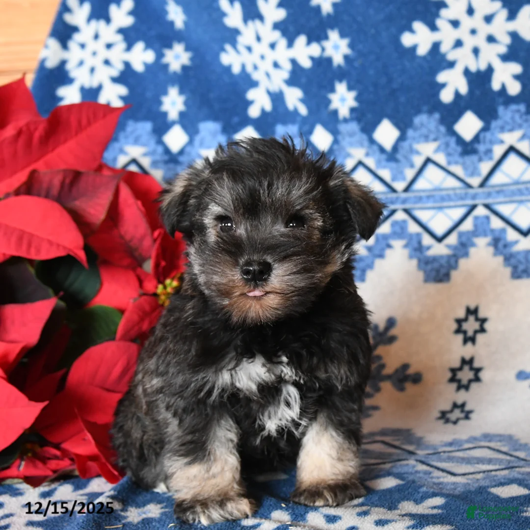 Miniature Schnauzer dogs for sale: Otto - Ad 2