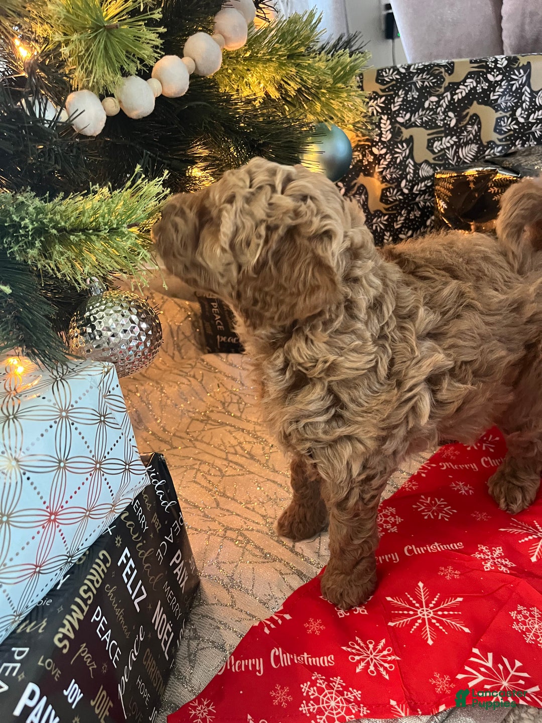 Mini Goldendoodle dogs for sale: Mini Goldendoodle Puppy 3 - Ad 2