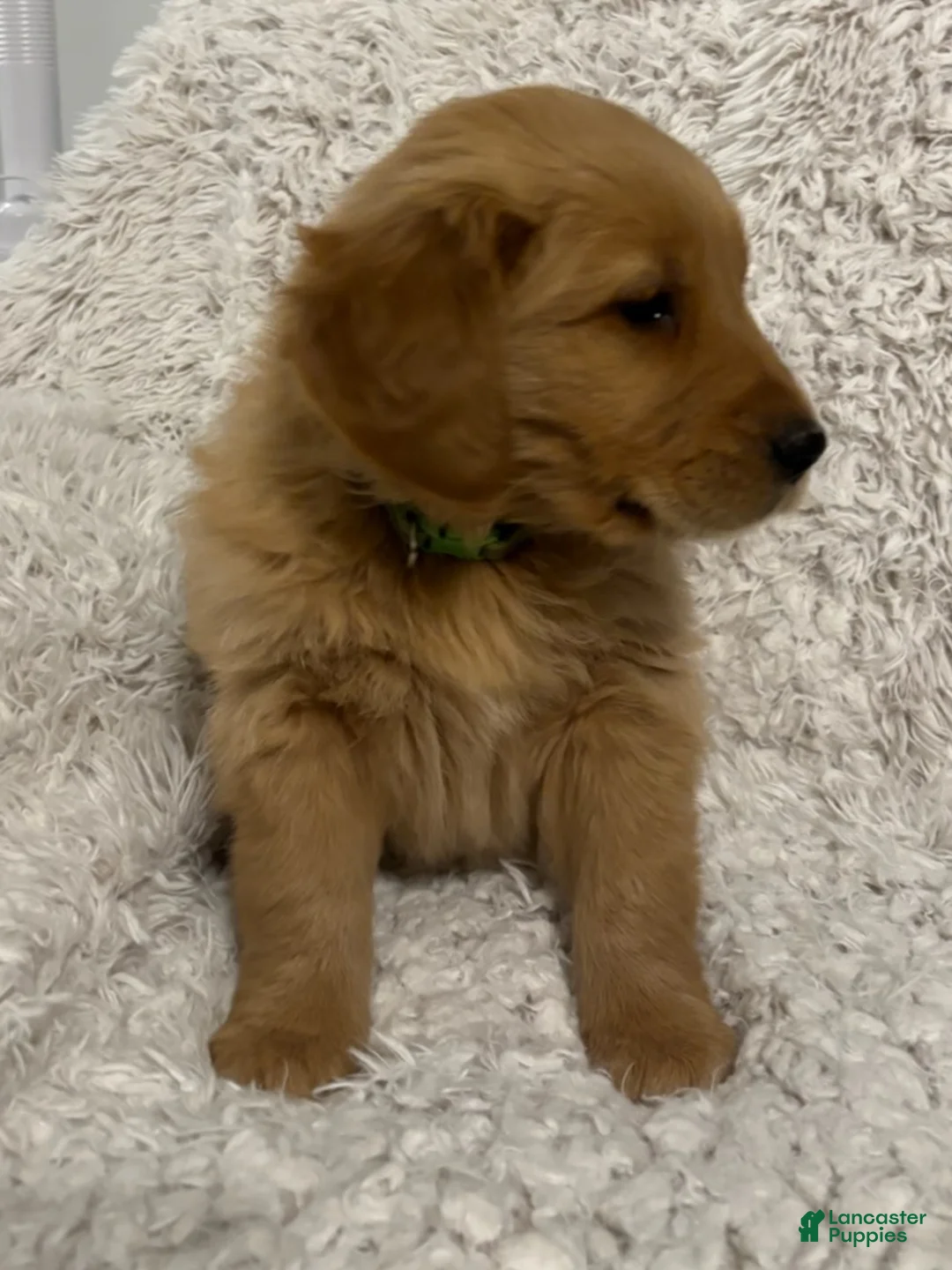 Golden Retriever dogs for sale: Asher - Ad 1