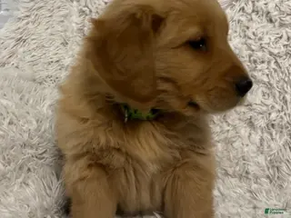 Golden Retriever dogs for sale: Asher - Ad 2