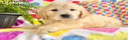 Golden Retriever dogs for sale: Roxy  - Ad 4