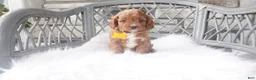 Cavapoo dogs for sale: Caprice  - Ad 6