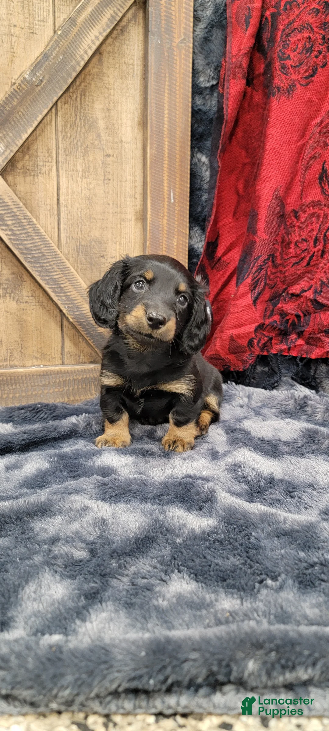 Dachshund dogs for sale: Gritty - Ad 1