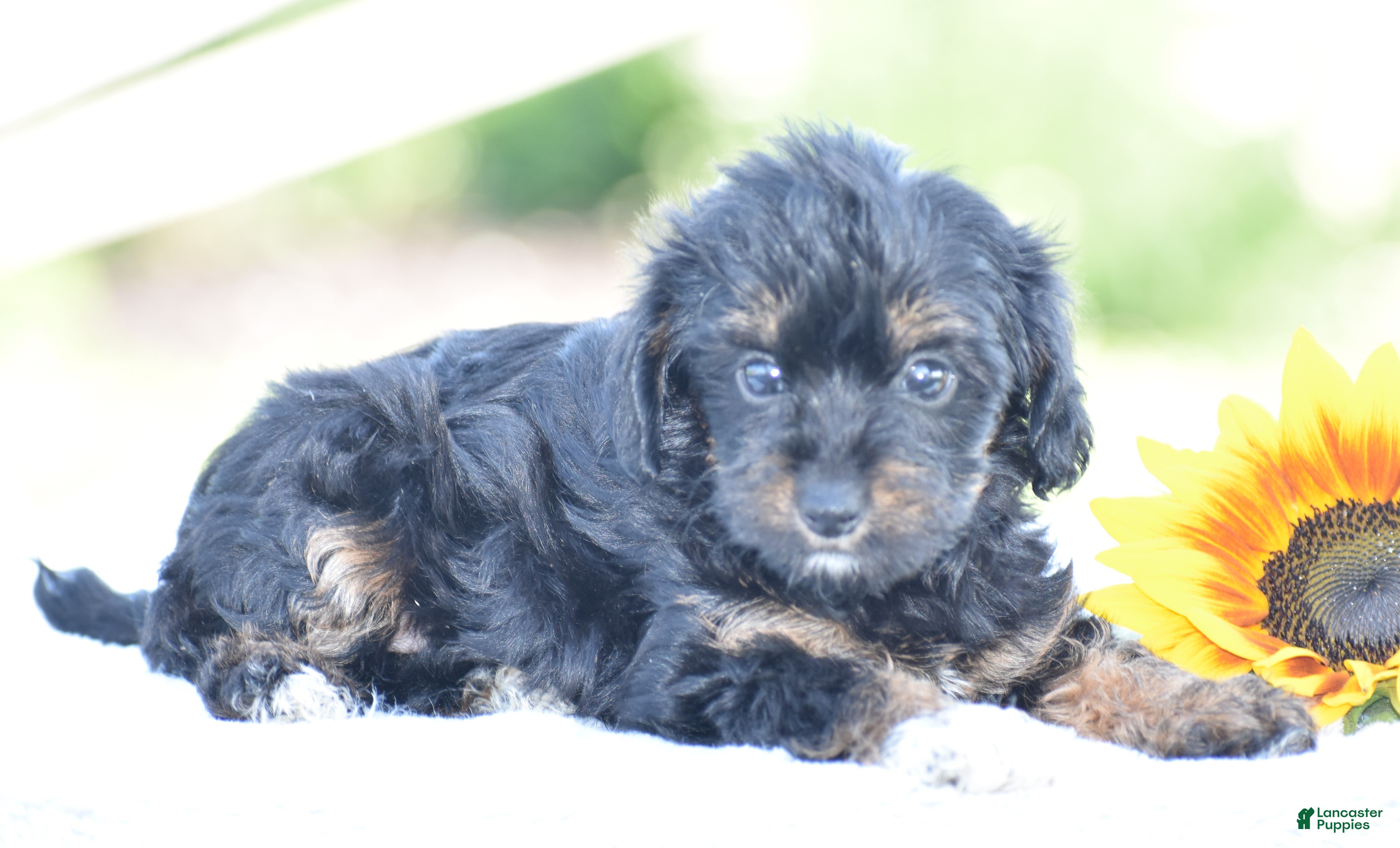Yorkiepoo dogs Anya - Ad 1