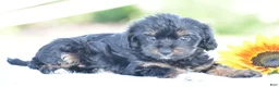 Yorkiepoo dogs for sale: Anya - Ad 1